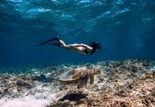 The Complete Guide to Swimming with Turtles in Puerto Rico Swim with turtles Puerto Rico