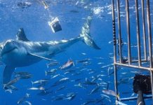 The Ultimate Guide to Shark Cage Diving in Florida Shark Cage Diving in Florida